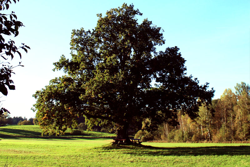  Die Mozarteiche im Herbst 