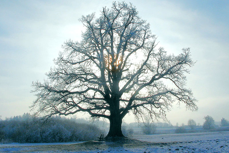  Die Mozarteiche Im Wintermodus 